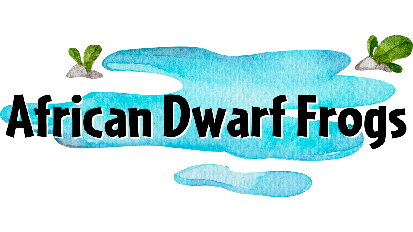 African Dwarf Frogs