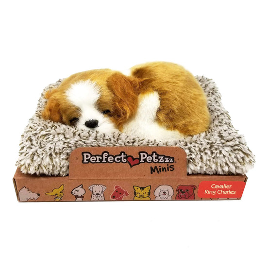 Mini Cavalier King Perfect Petzzz